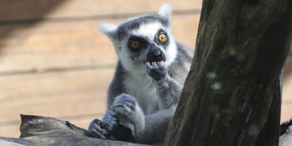 BIOPARCO DI SICILIA - Carini (PA)